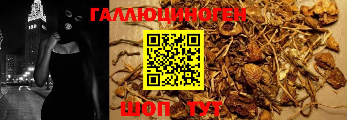 Псилоцибиновые грибы Cubensis Южноуральск